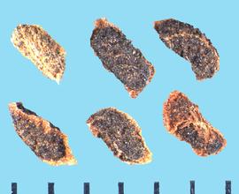  Penstemon ambiguus.  True seeds with flat surfaces that are joined by brown winged ridges. 