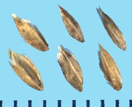  Poa alpina.  Florets that have a slightly mottled surface. 
