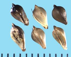  Bolboschoenus fluviatilis.  Gray to black achenes with three to six bristles appressed to the surface and base.