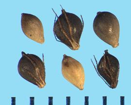  Schoenoplectus tabernaemontani.  Achenes with two rounded sides and bristled hairs from the base.
