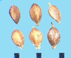  Scirpus pendulus.  Achenes that have three sides with a ridge between the sides..