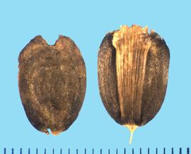  Silphium laciniantum.   Achene with an indented apical end. 