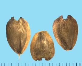  Silphium perfoliatum.  Achenes with an indented apical end.