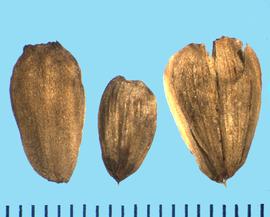  Silphium terebinthinaceum.  Achenes with no pappus and a margin that is not always winged. 