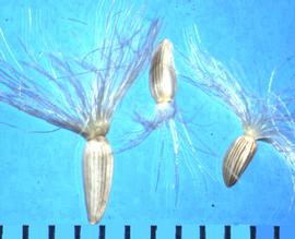  Oligoneuron rigidum  var.  rigidum.  Achenes with an indentation below the pappus crown.