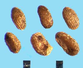  Veronicastrum virginicum.  True seeds with a large cavity on the ventral side.