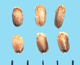  Agastache foeniculum.  Seeds are nutlets with a glandular texture. 