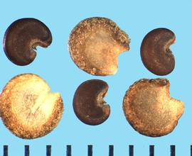  Althaea officinalis.  Hilum of true seed with a pointed remnant of funiculus. 