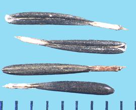  Anthriscus cerefolium.  Black oblanceolate mericarps with a longitudinal groove on the ventral side.  