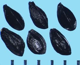  Aquilegia vulgaris.  Many seeds are wedge-shaped with a possible wing on the narrow margin. 