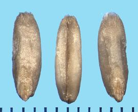  Avena nuda.  Oblong caryopsis with missing lemma and palea. 