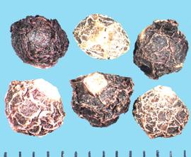  Basella alba.  Clusters with a large, white base and stipples between the ridges.