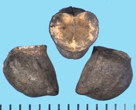  Cerinthe major.  Nutlets with a large, heart-shaped attachment area, which is flat and light colored.