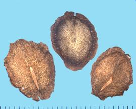  Cobaea scandens.  Flat and winged seeds with a linear hilum that extends from the base to the center.