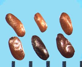  Codonopsis pilosula.  Seeds are shiny with very fine longitudinal lines.