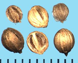  Coriandrum sativum.  Mericarps with the schizocarp often present.