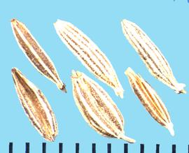  Cuminum cyminum.  Mericarps with longitudinal ribs that are covered with short hairs.