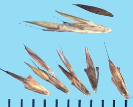  Cymbopogon flexuosus.  An awn protrudes from the distal end of the spikelet, and the rachis segment and pedicel have long hairs.