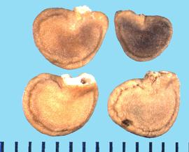  Datura wrightii.  Seeds with a strong groove following the margin on the seed perimeter.