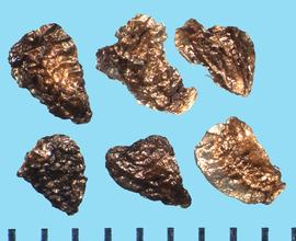  Delphinium elatum.  Seeds with a reticulated surface that appears shiny and papery.