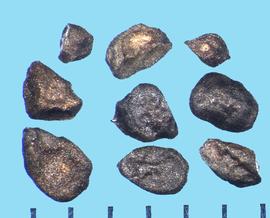  Eucalyptus gunnii.  Irregularly sized seeds with white by the hilum.