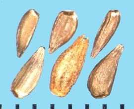  Gazania rigens.  Achenes with margins that recurve near the pappus crown. 