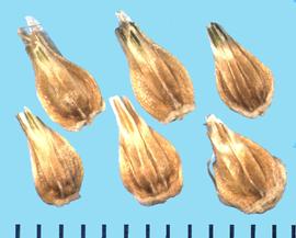  Gomphrena haageana.  Achenes enclosed in fruits with longitudinal ribs.