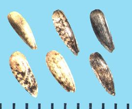  Helianthus maximiliani.  Achenes with an apical margin that rounds inward to a small pappus crown. 
