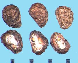  Heliotropium arborescens.  Brown nutlets with a white attachment area.