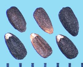  Hyssopus officinalis.  Nutlets with a white, heart-shaped hilum at the lateral side of the base.