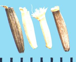  Inula helenium.  Achenes with a basal attachment that is wide and often laterally bent. 