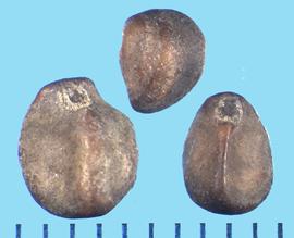  Ipomoea nil.  Seeds with a basal hilum axis that is not parallel to the axis. 