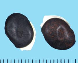  Lablab purpureus.  The seed hilum is covered with white spongy tissue. Photo courtesy of Colorado State University, Department of Soil and Crop Sciences, 2005.