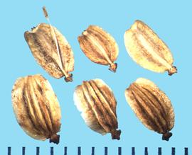  Levisticum officinale.  Mericarps with a large stigma structure on the basal end. 
