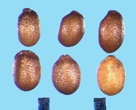  Mentha pulegium.  Granular nutlets with two flat surfaces on the ventral side, with a rib. 