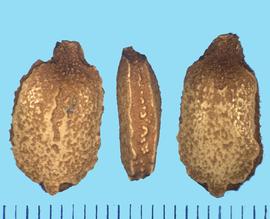 Momordica charantia.  Seeds with dorsal and ventral sides that have separate margins with a row of reticulations between them. 
