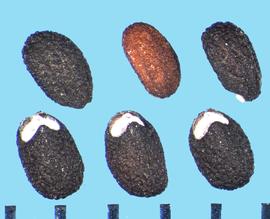  Nepeta racemosa.  Nutlets with a white, V-shaped attachment area at base of dorsal side.