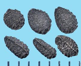  Nigella damascena.  Seeds with a large rib following the entire margin of the seed. 