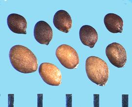  Origanum majorana . Finely granular nutlets. 