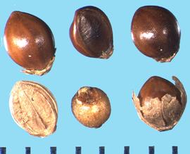  Paspalum scrobiciulatum . Florets with fragments of the glumes are often attached to the base of the floret. 