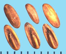  Pelargonium × hortorum.  True seeds with a concave ventral side that contains a central radicle lobe.