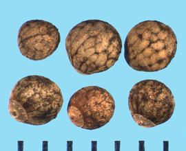  Perilla frutescens.  Nutlets with a circular collar around the basal end. 