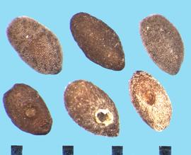  Plantago coronopus.  True seeds with strong stipples on the dorsal side but weak on the ventral side. 