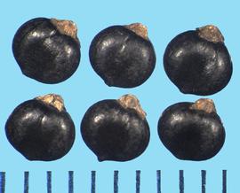  Polygonum orientale.  Achenes with a small hump on the apex and a large hump on the base.