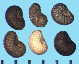  Reseda odorata.  True seeds with rugose ridges that are generally oriented transversely toward the hilum.