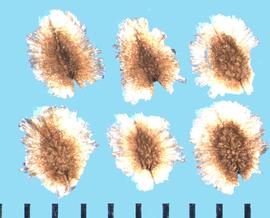  Rhodochiton atrosanguineus.  True seeds with a translucent, ray-like margin fringe. 