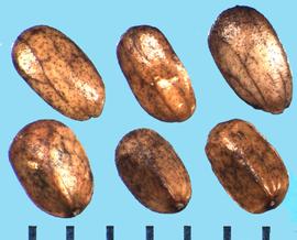  Salvia apiana.  Brown nutlets with black reticulations. 