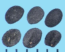  Scutellaria baicalensis.  Moderately compressed nutlets. 