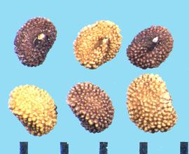  Scutellaria lateriflora.  Nutlets with a nutlet attachment that is in the middle of one side.
