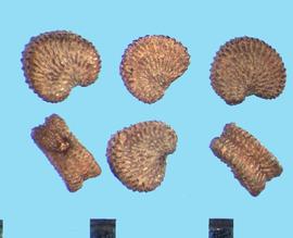  Silene compacta.  Reinform shaped true seed with tuberculate texture. 